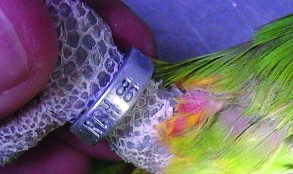 Removal Of A Bird'S Leg Band At Home 2