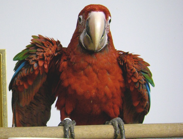 Macaw ready for formal education on training stand