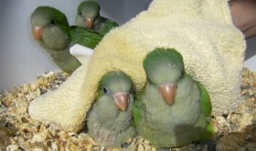 Quaker Parrot Towel Training