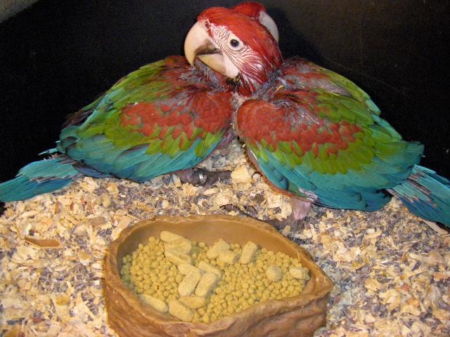 Parrot Fledglings
