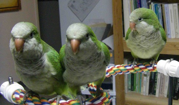 Quaker parrot fledgings