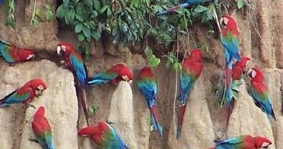 Amazon rainforest parrots at the Manu Cliff