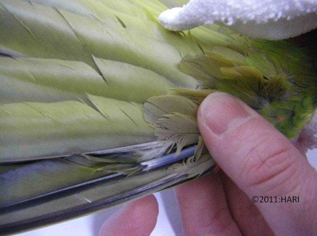 Removing Broken Blood Feathers3