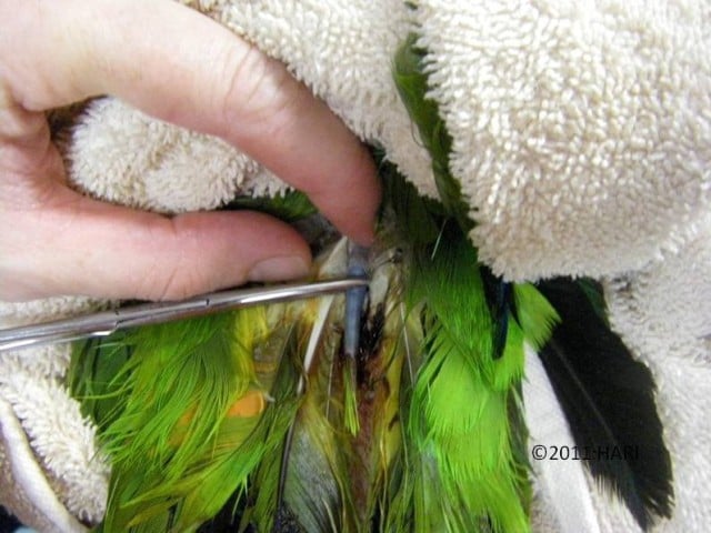 Removing Broken Blood Feathers1