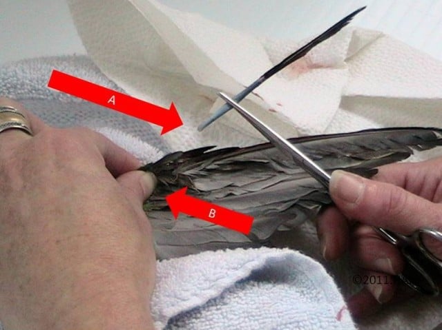 Removing Broken Blood Feathers