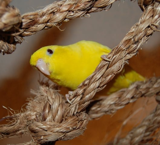 Lineolated Parakeet