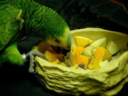 amazon eating fruit & clay cal