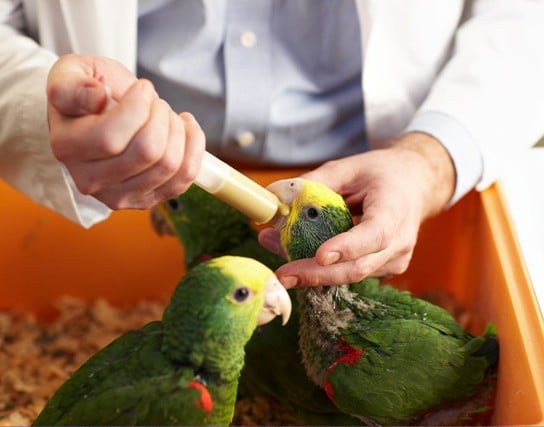 Hand Feeding Formula Parrots