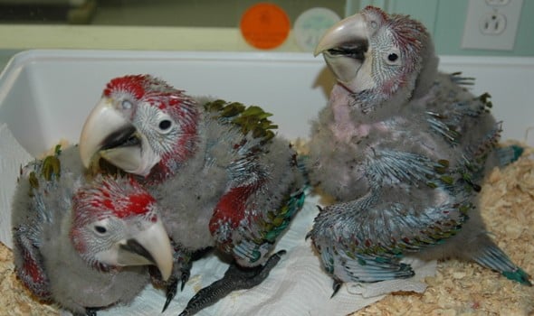 Housing and feeding baby parrots