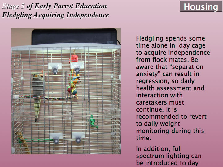 EPE care for baby parrot