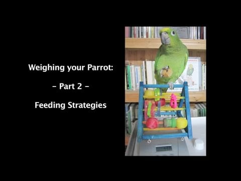 Techniques de pesée sûres pour votre perroquet de compagnie