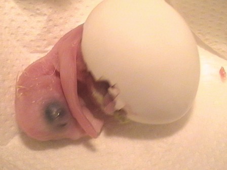 Parrot Chick Hatching