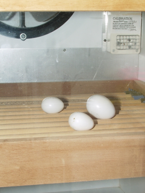 Incubation eggs