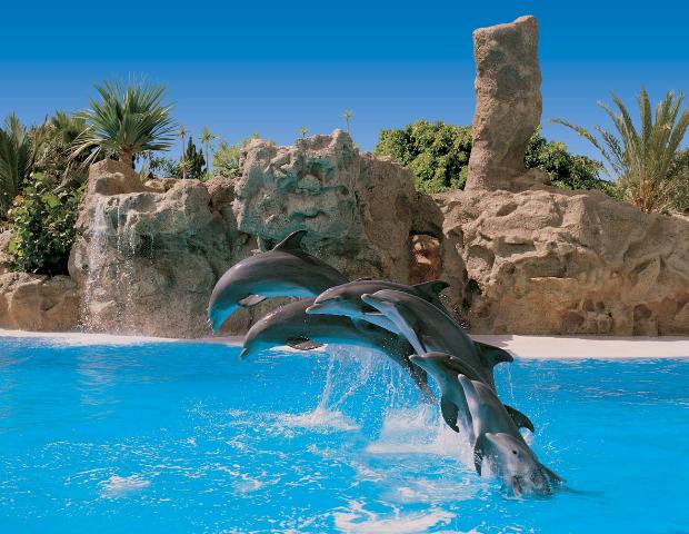 Dolphin Show - Loro Parque