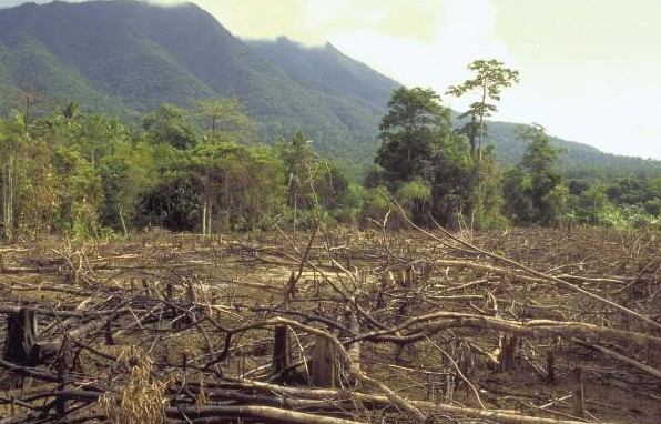 Deforestationsmall