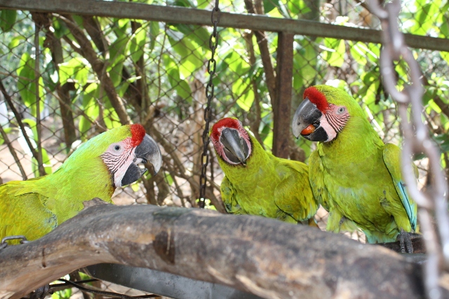 ARA Project - Great Green Macaw