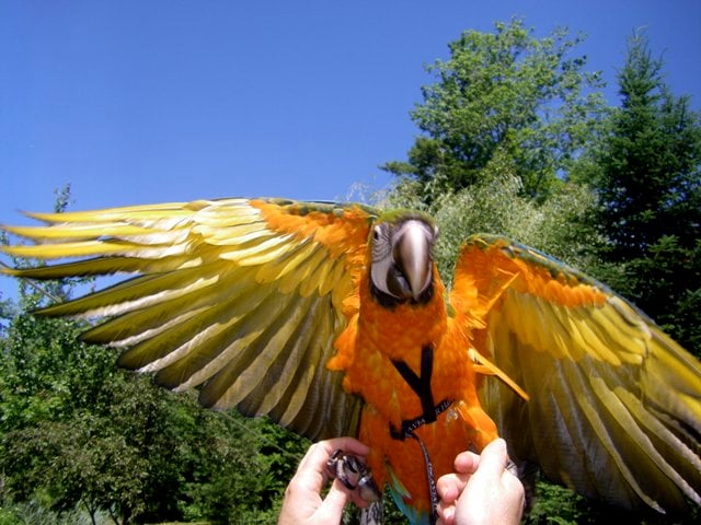 Flapping Parrot