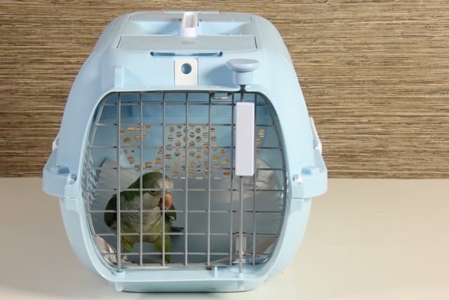 Parrot in Carrier