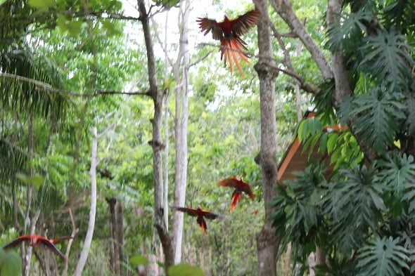 Scarlet Macaw's flying freely at El Manantial