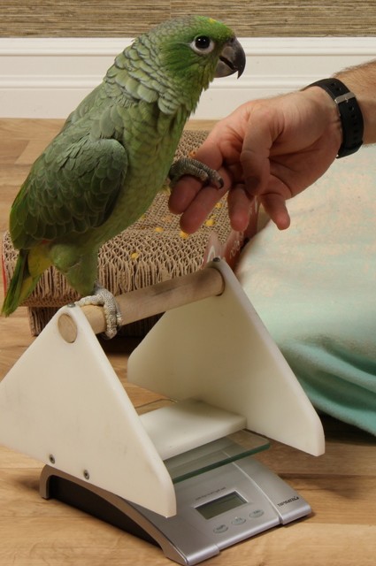 Weighing parrot