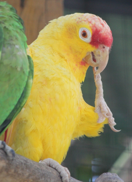 Lutino Red-Lored Amazon species