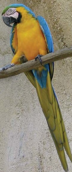 Macaw Manu copy