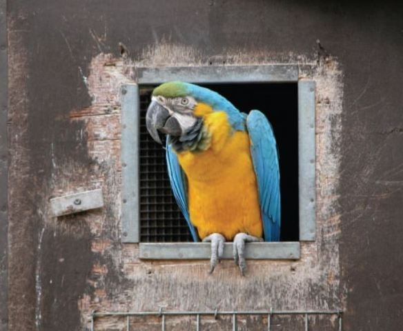 Parrot jail
