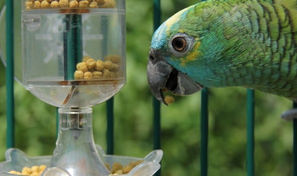 Parrot with pellets outside