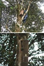 Field workers erecting nest boxes in the Andean forest near the capital city of Bogotá. Flame-winged Parakeet on the edge of the artificial nest cavity entrance. 