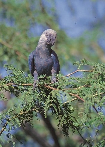 RareBlue Macaw