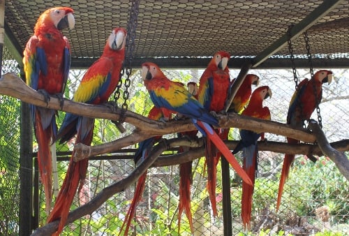 Scarlet Macaw pair bonding cage - Hari