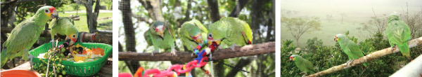 Trio parrots