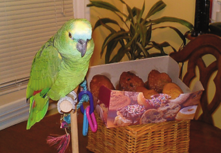 bird basket
