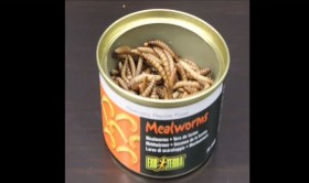 Mealworms make nice snack for birds