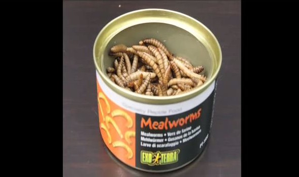 Mealworms make nice snack for birds