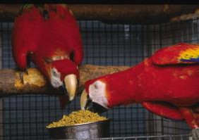 parrots food