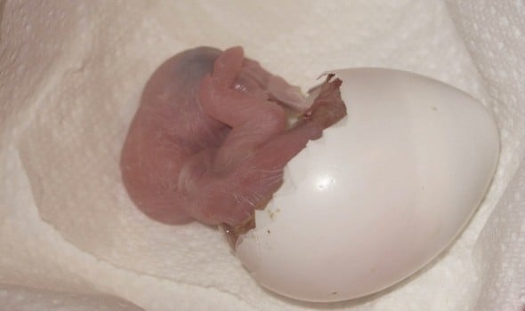 How to Hatch and Incubate Macaw Eggs at Home