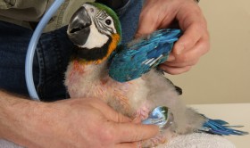 Parrot Desensitisation to stethoscope