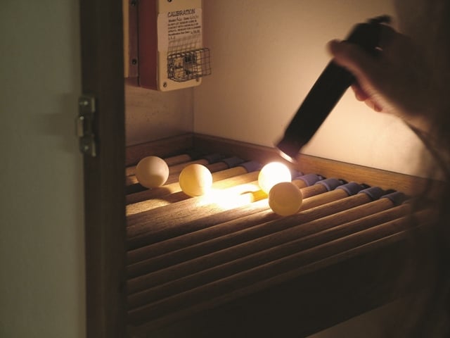Artificial Incubation Egg Candling-daily monitoring 
