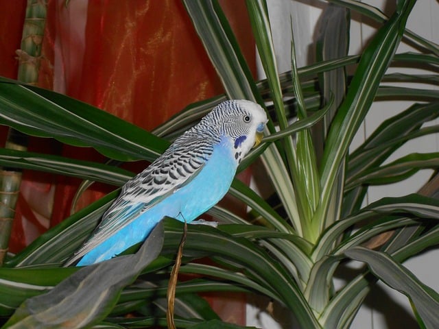 Budgie with safe Spider Plant