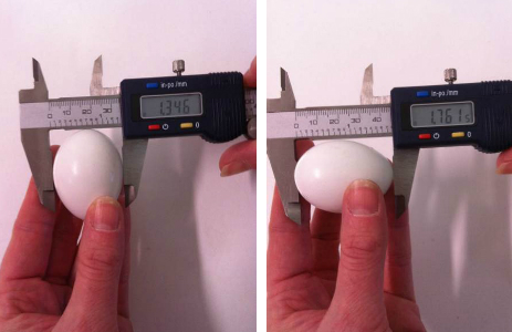 Egg Measurements Width & Length