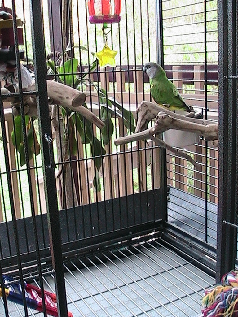 Outdoor Aviary lined with paper