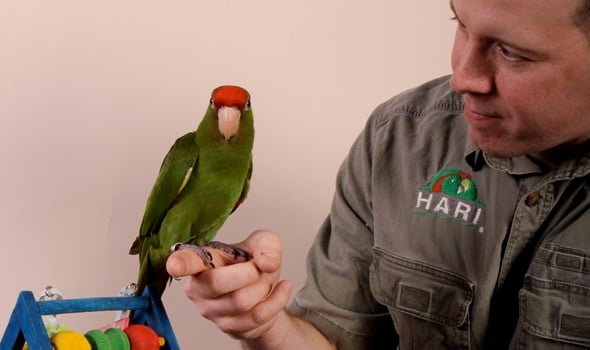 Daily Monitoring Weaning Parrot