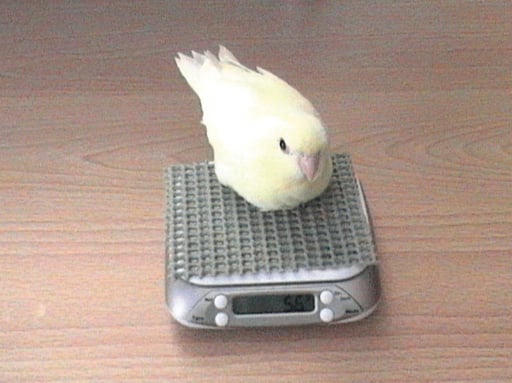 Weighing your parrot - non slip surface
