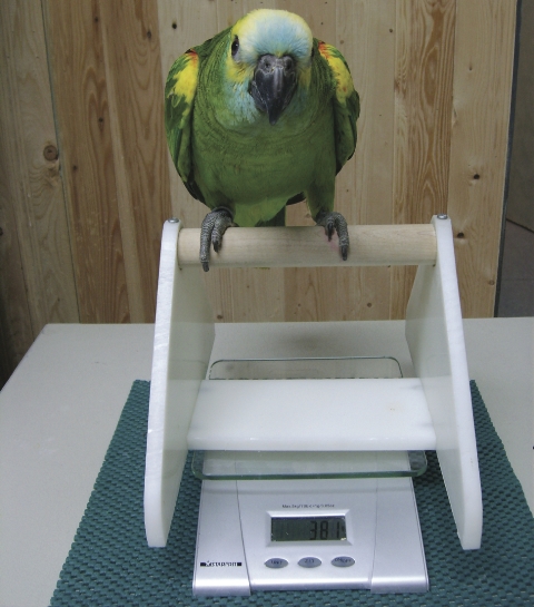 Weighing Your Parrot on Perch Scale