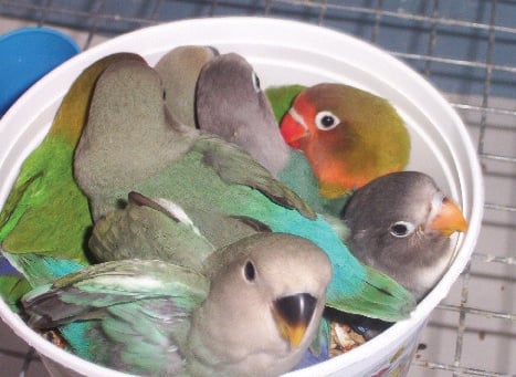 Fledgling Lovebird chicks of various colour mutations