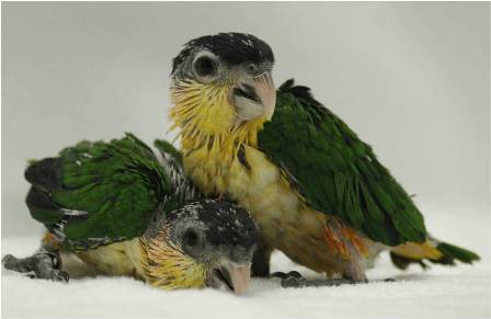 Chick Physical Characteristics Stage 2 Early parrot education