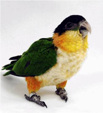 Chick Physical Characteristics Stage 4 Early Parrot Education