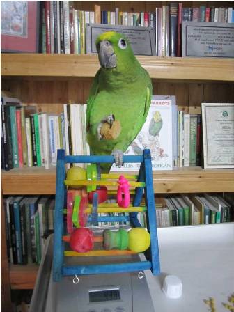 Chick Physical Characteristics Stage 5 Early parrot education