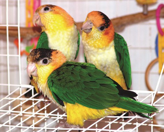 Young white-bellied Caiques